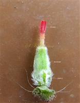   Pistil